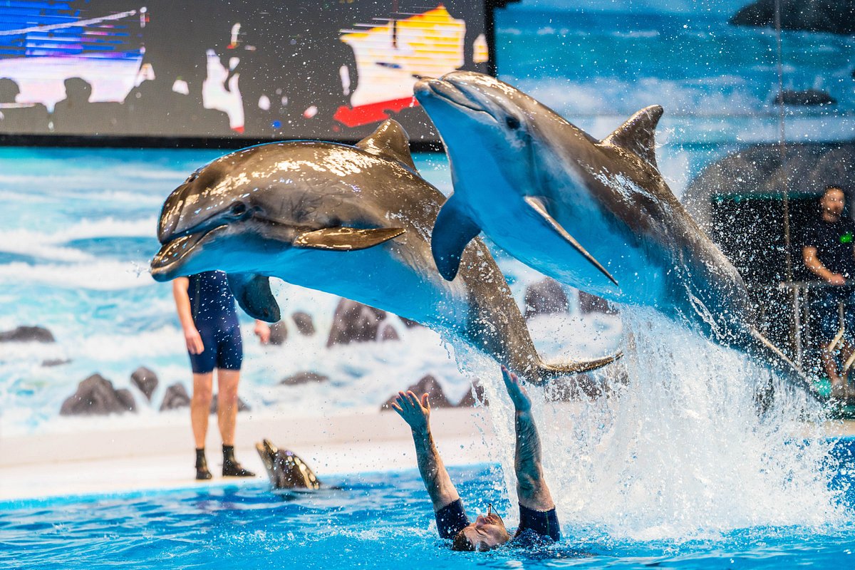 Dubai Dolphinarium Show