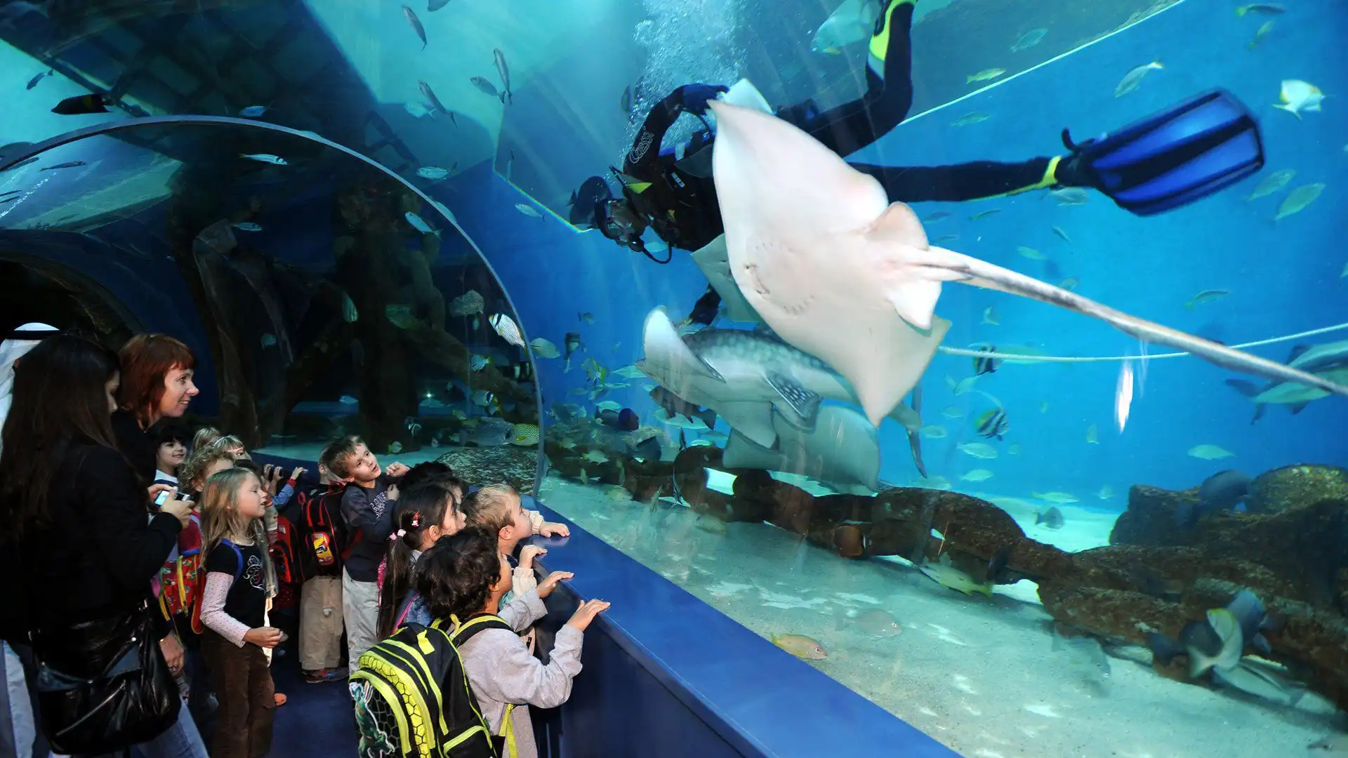 Sharjah Aquarium Ticket